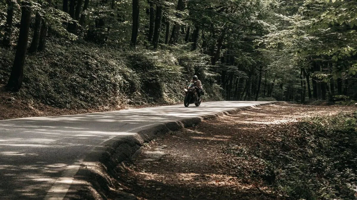 Route forestière ombragée en été, rayons de soleil filtrant par les arbres et virage frais en sous-bois